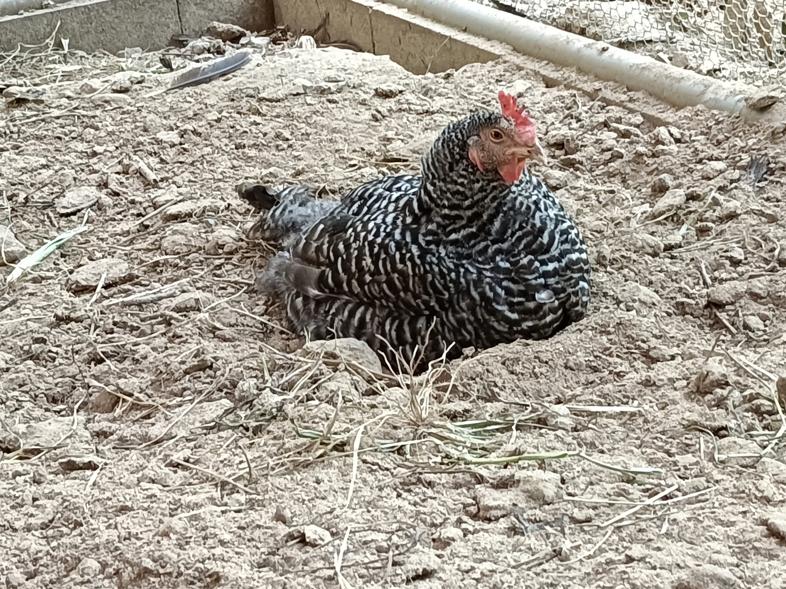 土の中で涼む鶏